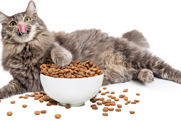 Cat-Foods-for-Weight-Loss