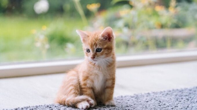 The 13 Best Essentials for a New Kitten
