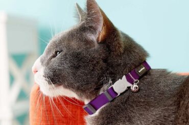 best-cat-collars