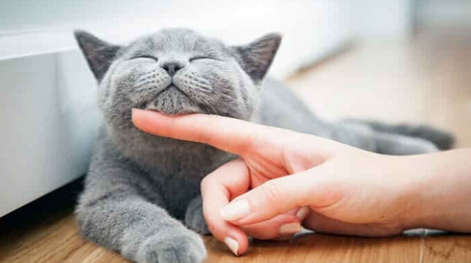 The 8 Best Calming Aids for Cats in 2022