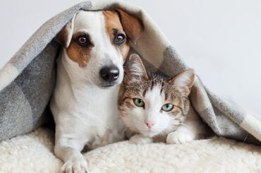 Carpet-Cleaner-Solutions-for-Pets