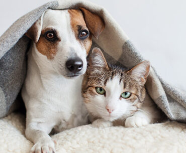 Carpet-Cleaner-Solutions-for-Pets