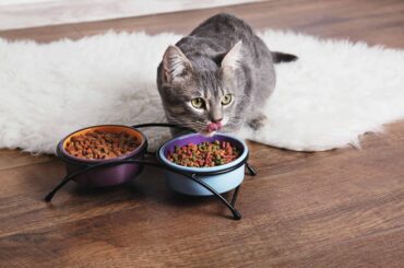 Hypoallergenic-Cat-Foods