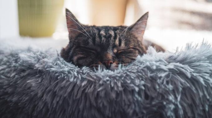 The 9 Best Cat Beds of 2022