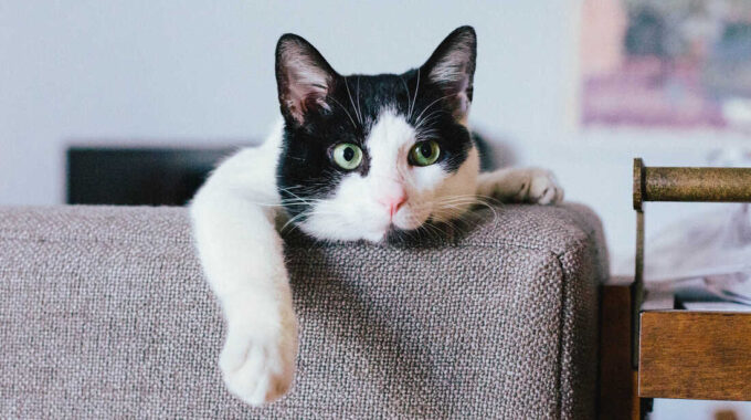 The 9 Best Cat Treats, According to a Pet Expert