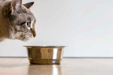 Cat-Foods-for-Urinary-Tract-Health