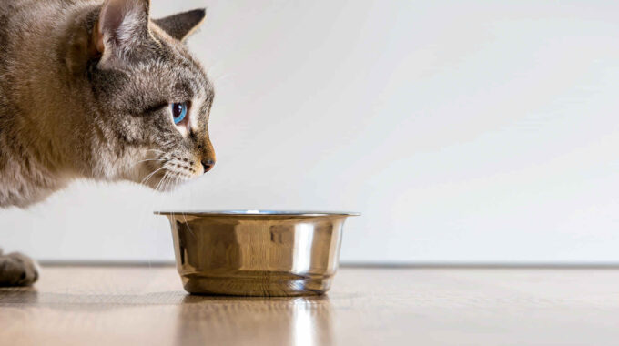 The 7 Best Cat Foods for Urinary Tract Health in 2022