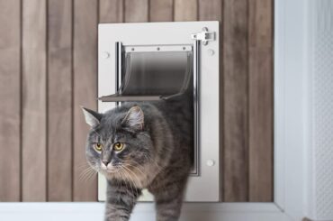 Cat-Door-with-Grooming-Brush