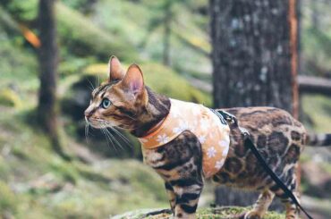 Harnesses-for-your-cat