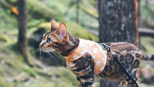 Top 5 Harnesses for your cat in 2022