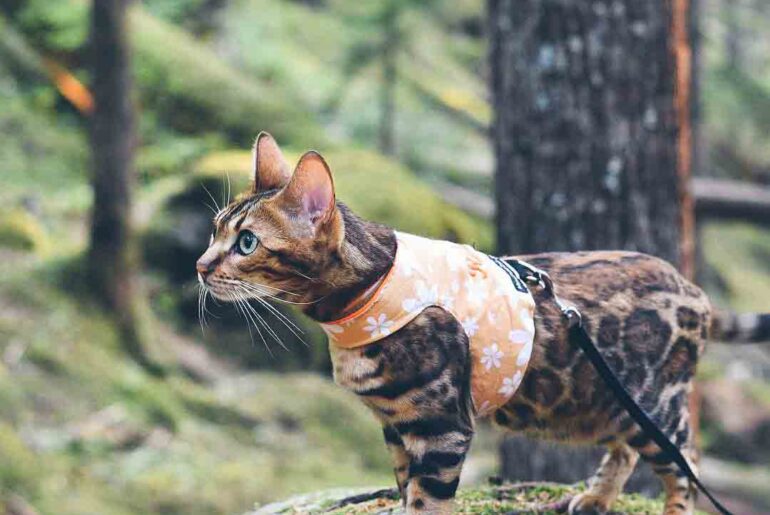 Harnesses-for-your-cat