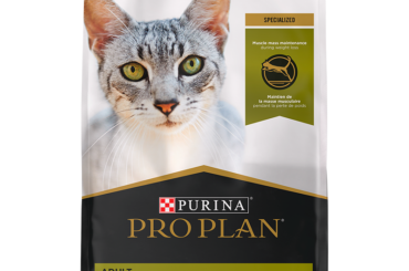 Help Your Overweight Cat Achieve a Healthy Weight with Purina Pro Plan Focus Weight Management