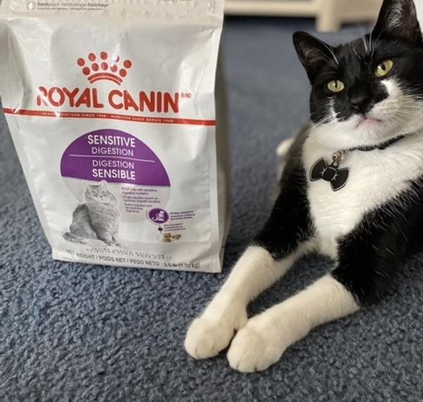 Where to buy Royal Canin Feline Care Nutrition Sensitive Digestion Dry products?