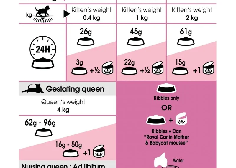 How to Feed Your Cat Royal Canin Mother & Babycat