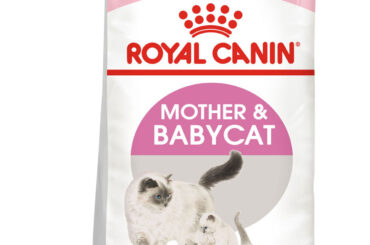 Give Your Cats and Kittens the Best Start with Royal Canin Feline Health Nutrition Mother Babycat Dry