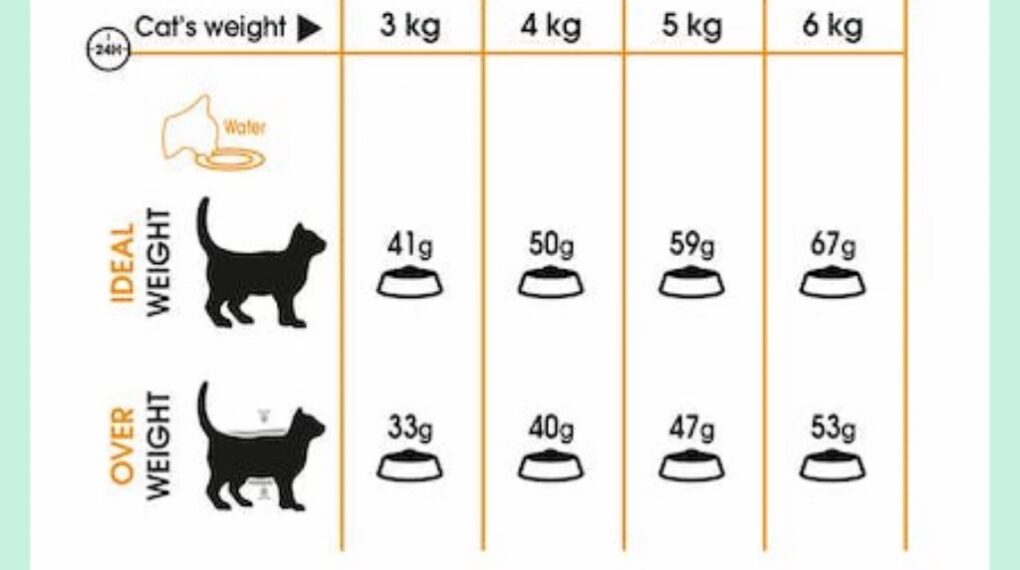 How to Feed Your Cat Royal Canin Hair and Skin Care Formula