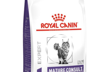 Help Your Aging Cat Thrive with Royal Canin Mature Consult Cat FoodHelp Your Aging Cat Thrive with Royal Canin Mature Consult Cat FoodHelp Your Aging Cat Thrive with Royal Canin Mature Consult Cat Food