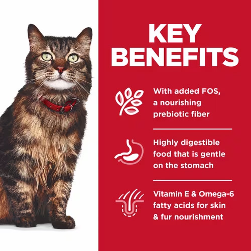 How to feed your Cat with Hill's Science Diet Adult Sensitive Stomach and Skin Chicken Recipe dry cat food